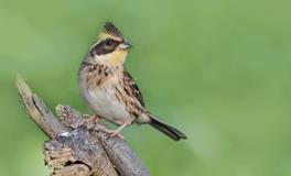 A型血与A型血的爱情纠葛