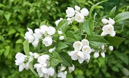 双子座代表的花