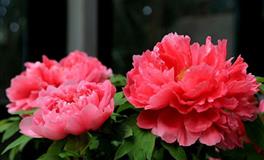 天秤座代表的花