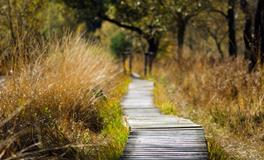 梦到晚上家里进人了