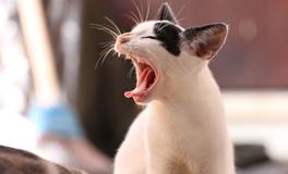 梦到牙齿掉了是什么意思