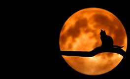 梦见猫预示着什么