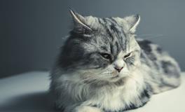 孕妇梦见猫扑向自己