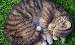 做梦梦到猫什么意思