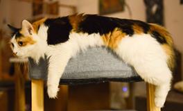 孕妇梦到很多猫