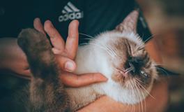 孕妇梦到一群猫