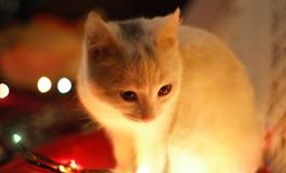 孕妇梦到很多小猫