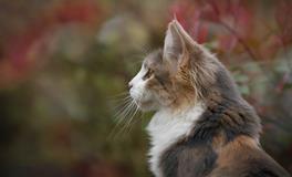 做梦梦到三只小猫