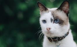 孕妇梦到四只猫