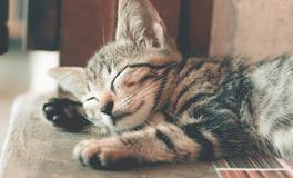 孕妇梦到三只小猫