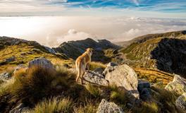 女人梦见狗好不好