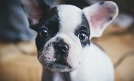 孕妇梦到小狗是什么意思