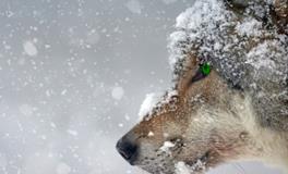 梦见地上很厚的雪