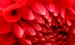 做梦梦到鼻子出血是什么征兆