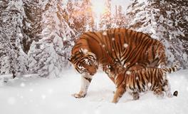 十二生肖虎的歇后语