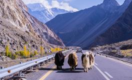 梦见打死一只老鼠