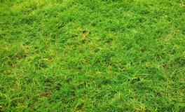 梦见死耗子是什么意思