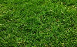 梦见被老鼠追着咬