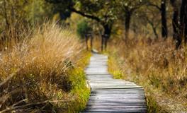 孕妇梦到大老鼠追自己