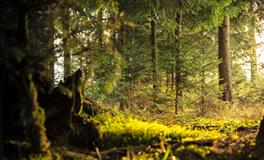 做梦梦到老鼠爬床上