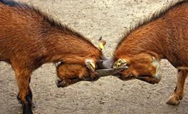 做梦梦到打架是什么意思