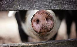 女人梦到自己拉屎