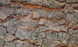 梦见拉屎弄到自己身上