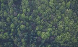 梦见大便时被别人看到