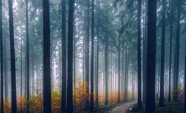 孕妇梦到大便有血