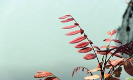 属龙的幸运植物是什么