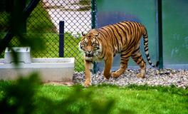 周公解梦梦到老虎追我