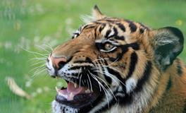 做梦梦到三只老虎