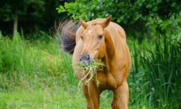 梦见炒菜是什么意思