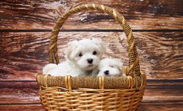 梦见给别人看孩子