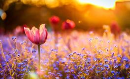 本命年犯太岁是什么意思