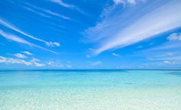 梦见很多小乌龟