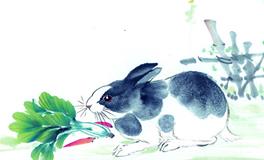 属兔2020年运势及运程 属兔的人2020年全年运势