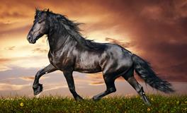 壬午马是什么意思