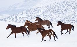 丙午马是什么意思