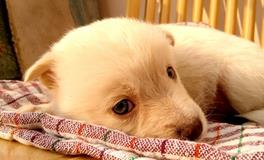 孕妇梦见大象是什么意思