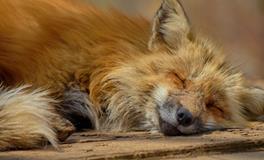 孕妇梦到吃鱼是什么意思