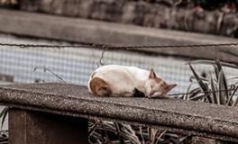 孕妇梦到鱼虾什么意思