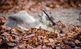 梦见偷苹果是什么意思