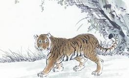 1950年属虎的人2020年运势大全及破解