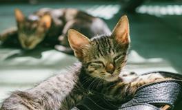 孕妇做梦梦到捡手机