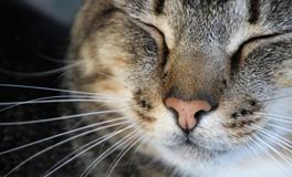 孕妇做梦梦到狸猫