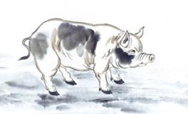 1995年属猪的人2020年运势大全及破解