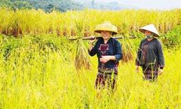 黎族过年和其它民族有差异吗