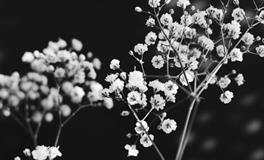 梦到蜈蚣在水里