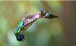 金牛座代表的鸟